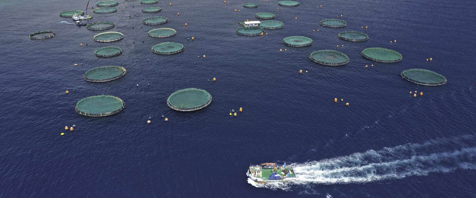CSignum in Aquaculture